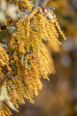 Quercus ilex. Holm oak tree