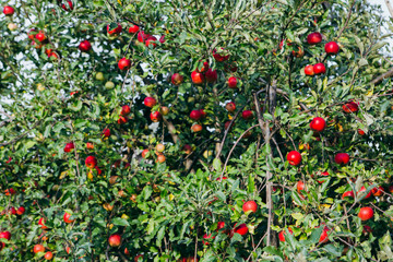 Apple tree full of ripe red apples