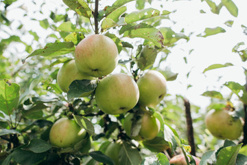 Green apples on a branch in the sunlight