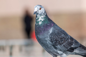 curious pigeon on a fountain