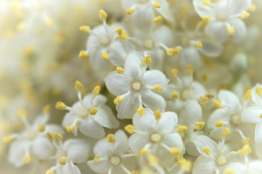 Holunderbl&uuml;ten - zarte wei&szlig;e Bl&uuml;ten close-up