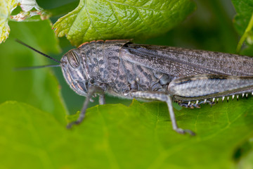 Egyptian locust on vineyard