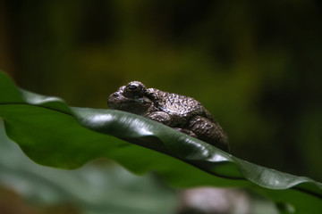 Gray treefrog on leaf
