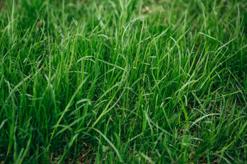 Bright green grass texture background