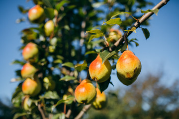 A branch with ripe pears catching the sunlight