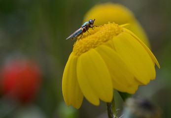 blue insect on yellow flower