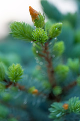 Young green spruce branch in springtime in the garden. Nature blurred beautiful background. An overly shallow depth of field.