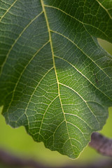Obraz premium single fig leaf closeup
