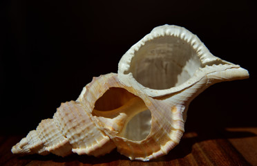 leere Schale einer spiralförmigen Muschel auf einem Holz vor dunklem Hintergrund