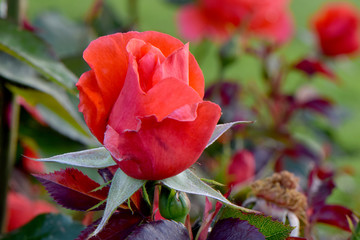 Candelabra Rosebud 02