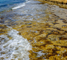 Yellow stone beach Ayia Napa with blue clear sea and green plants in the loukkos tou Mandi beach area