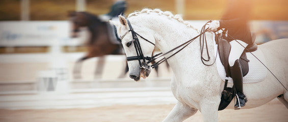 Portrait sports stallion in the double bridle.Dressage of horses in the arena.