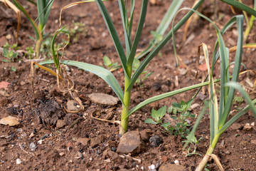 garlic plantation on the garden