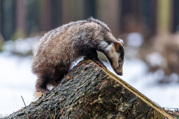 badger running in snow, winter scene with badger in snow