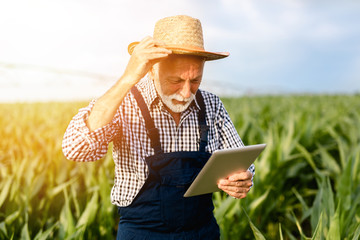 Grey haired beard senior agronomist inspecting corn field and using tablet computer.