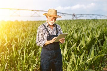 Grey haired beard senior agronomist inspecting corn field and using tablet computer.