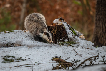 badger running in snow, winter scene with badger in snow