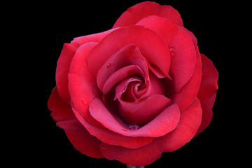 Interama Red Rose 03