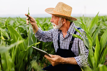 Grey haired beard senior agronomist inspecting corn field and using tablet computer.