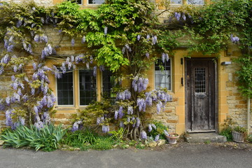 Fototapeta na wymiar Exterior of luxury two bedroom holiday cottage perfect for exploring the Cotswold. Acacia tree over stone facade of traditional old fashioned property to rent