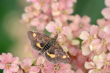 Mint Moth (Pyrausta aurata) on Achillea millefollium ‘Peachy Seduction’ © chillingworths