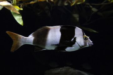 Magpie perch fish © Mauro Rodrigues