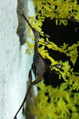 Marine Fish Leafy Sea Dragon