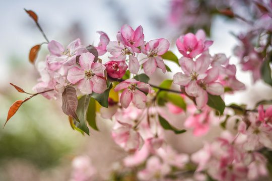 Sakura pink flowers close up, cherry blossoms © Олег Спиридонов