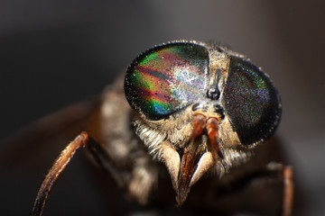 Horsefly compound eyes macro fly