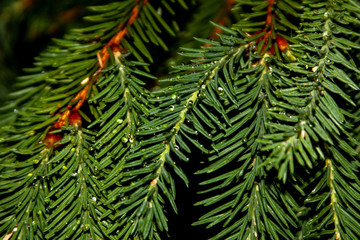 Water drops on the spruce needles fir