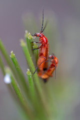 beetle bug (Leptopalpus rostratus)