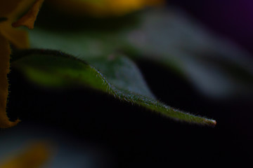 Green leaf macro closeup background