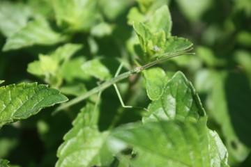 walking stick on mint leaves