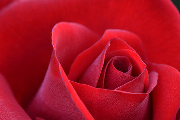 Crimson Bouquet Red Rose 04