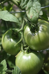 green tomatoes on vine