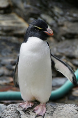 Crested penguin relaxing