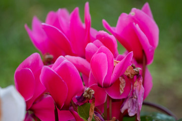 Obraz premium pink cyclamen flowers