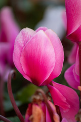 Obraz premium pink cyclamen flowers