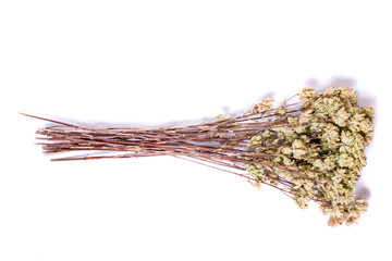 branch of dried oregano