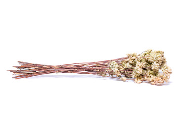 branch of dried oregano