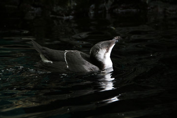 Obraz premium razorbill bird bathing