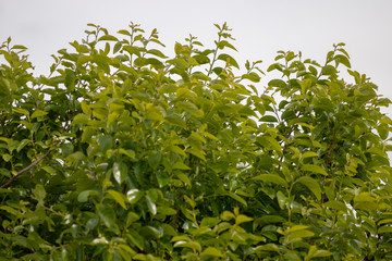 Persimmon tree leaves