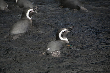 Fototapeta premium Penguins swimming on water