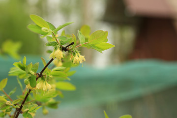 flowering barberry tree in the summer garden