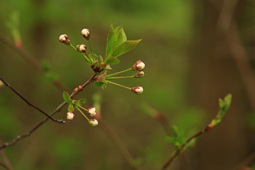 buds of apple tree flowers in the summer garden