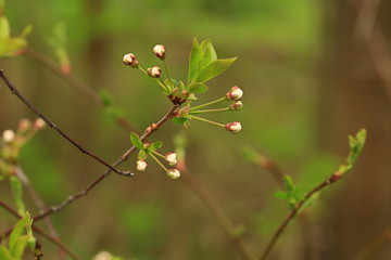 buds of apple tree flowers in the summer garden