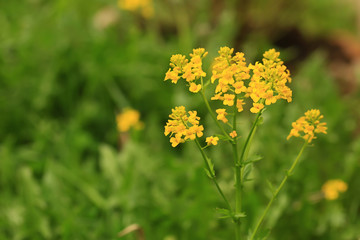 Floral beautiful background with yellow wild flowers. summer sunny day, selective soft focus