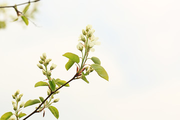 apple tree flowers in the summer garden