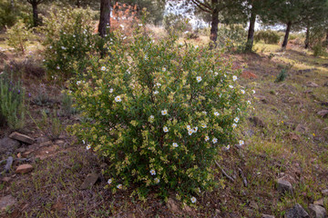 Cistus monspeliensis flower