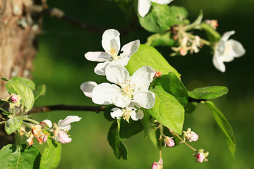 Obraz na płótnie Canvas apple tree flowers in the summer garden